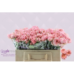 R Tr Julietta -in box