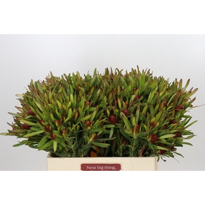 Leucadendron Ayoba Cherry Pearl Spray