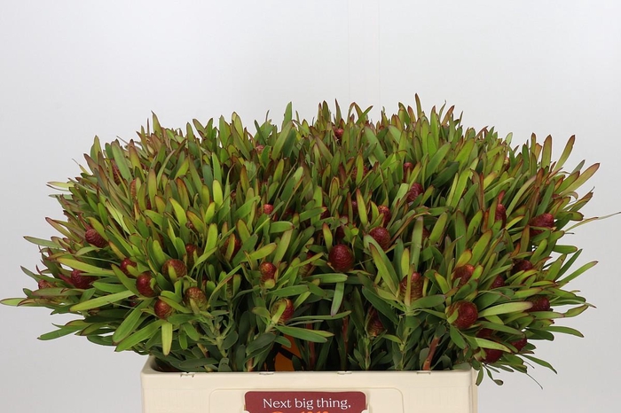 <h4>Leucadendron Ayoba Cherry Pearl Spray</h4>