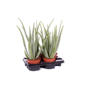 Aloe vera 15 cm