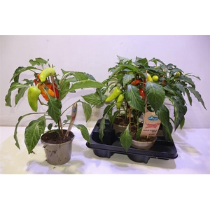 Peper Mild Chili Red