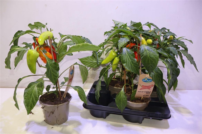 <h4>arr8 Peper Mild Chili Red</h4>