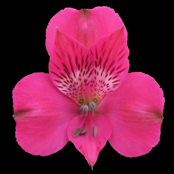 <h4>Alstr Supreme Melroses</h4>