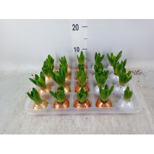 Hyacinthus orie.   ...waxed L%