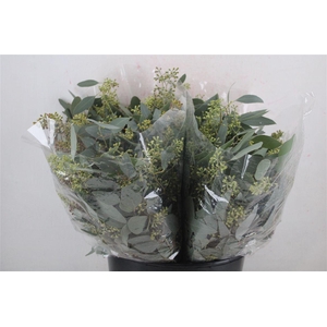 Euca Populus Berry Short 150gr P Bunch