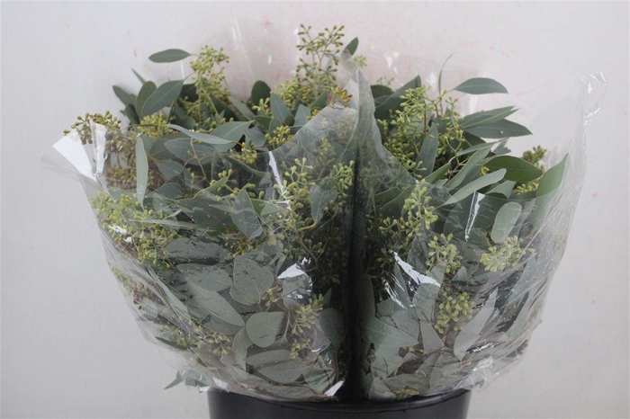 <h4>Euca Populus Berry Short 150gr P Bunch</h4>