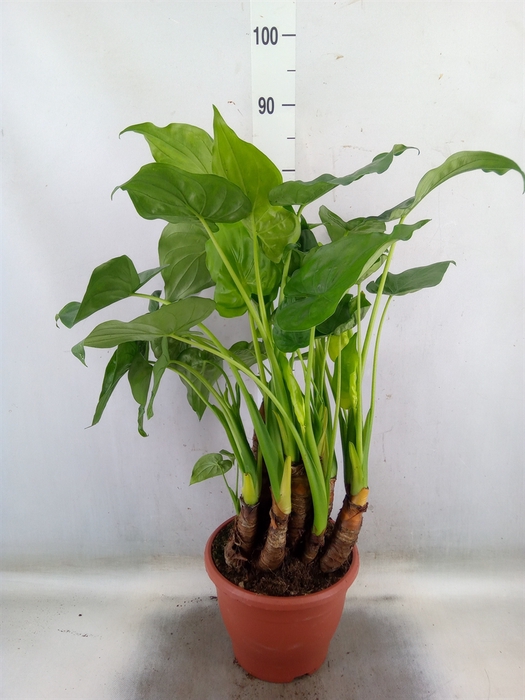 <h4>Alocasia cucullata</h4>