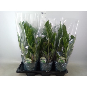 Zamioculcas zamiifolia