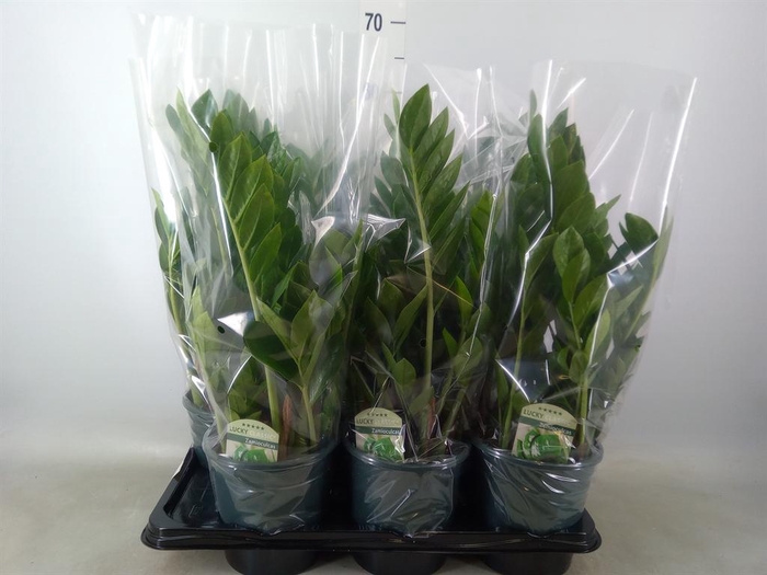 <h4>Zamioculcas zamiifolia</h4>