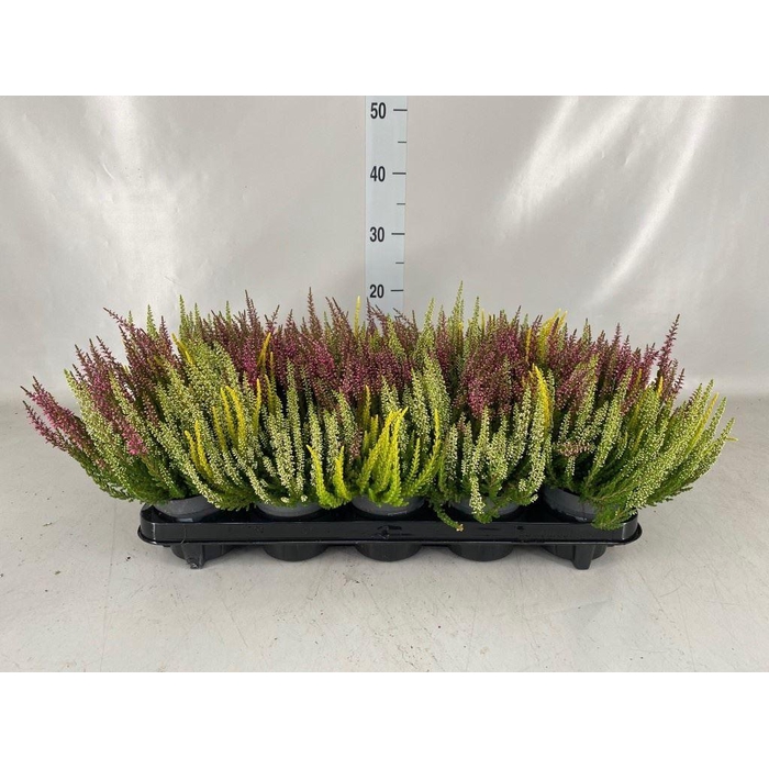 <h4>Calluna vulg. 'Beauty L'  ..mix 3/p</h4>