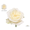 Rosa Garden Lady Lindsey