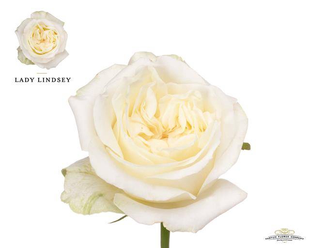 Rosa Garden Lady Lindsey