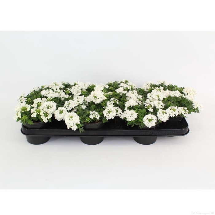 <h4>Verbena Magelana White</h4>