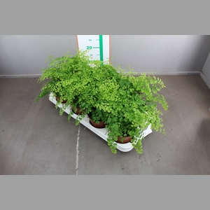 ADIAN RAD FRAGRANS