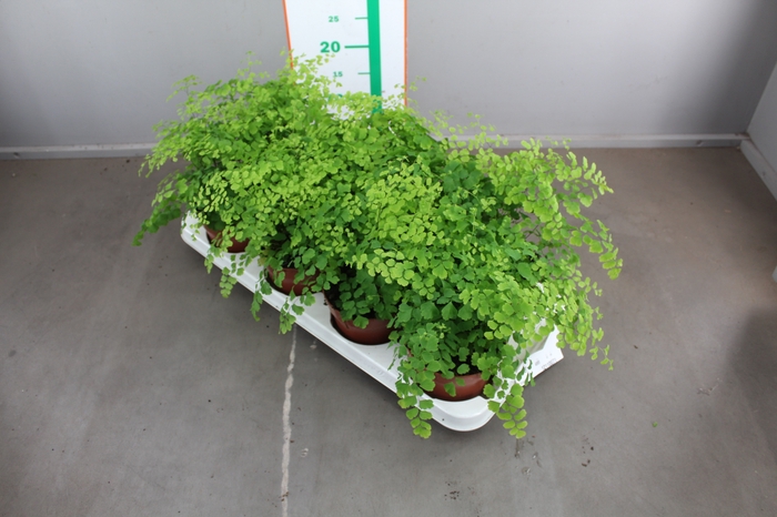 ADIAN RAD FRAGRANS