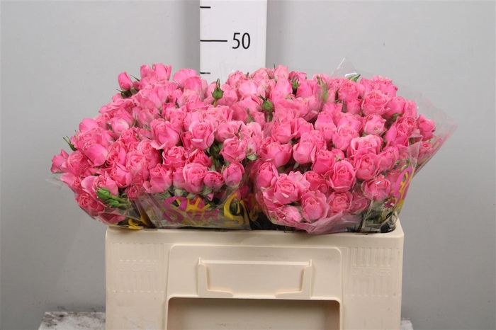 <h4>R Tr Pink Boom</h4>