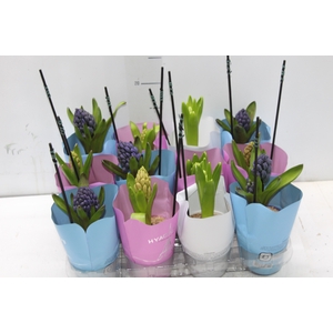 HYACINTHUS P09