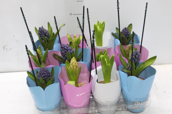 HYACINTHUS P09