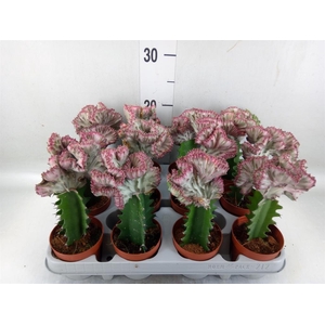 Euphorbia lactea