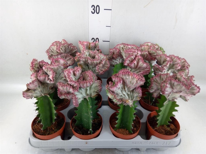 <h4>Euphorbia lactea</h4>