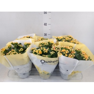 Kalanchoe  'MoreFlow Lausanne'