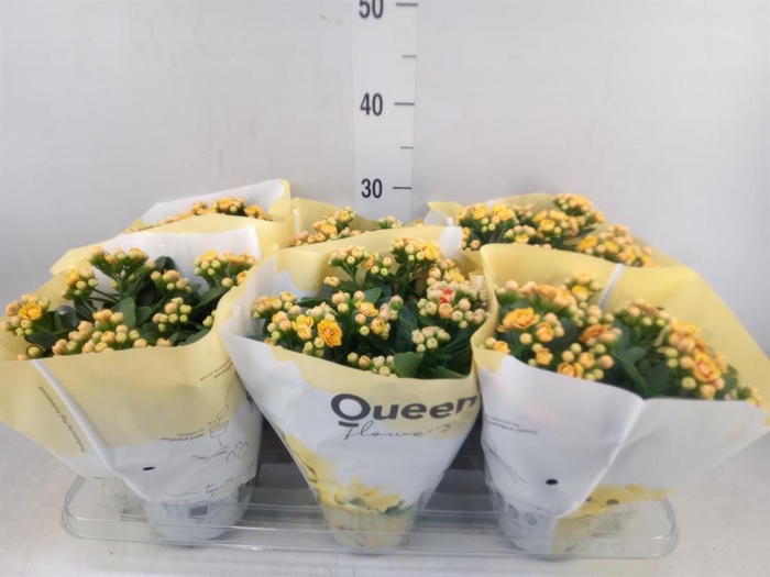 <h4>Kalanchoe 'MoreFlow Lausanne'</h4>