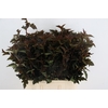 PHYSOCARPUSBLAD D. ROOD 060CM