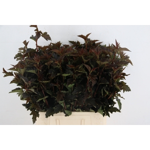PHYSOCARPUSBLAD D. ROOD 060CM