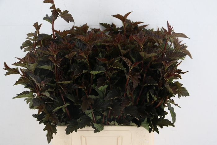 <h4>PHYSOCARPUSBLAD D. ROOD 060CM</h4>
