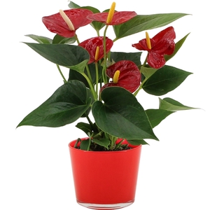 Anthurium Diamond Red in Joy glass