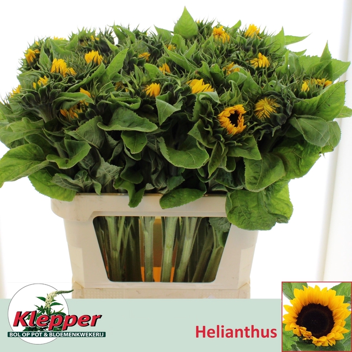 <h4>Heli Sunrich Orange Klepper</h4>