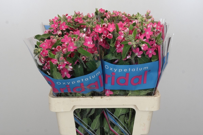 <h4>Oxypetalum Bridal Diana</h4>