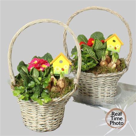 <h4>Arr Tuinplanten</h4>