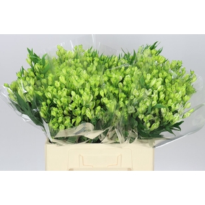 Alstro White Pearls