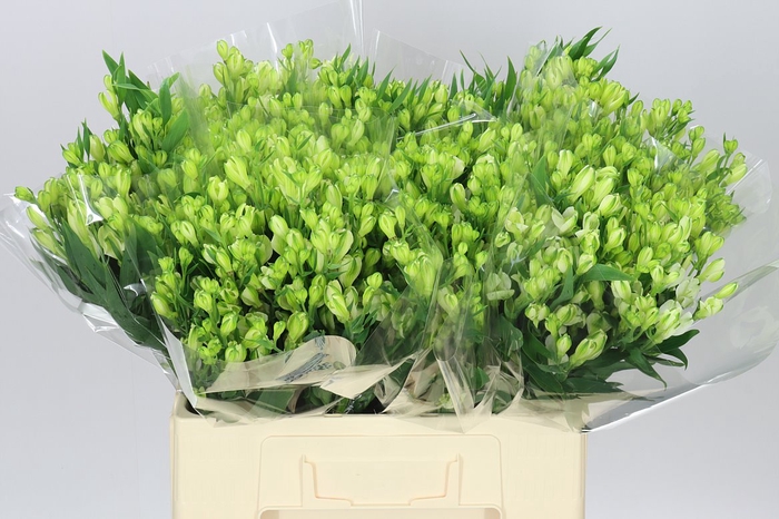 <h4>Alstro White Pearls</h4>