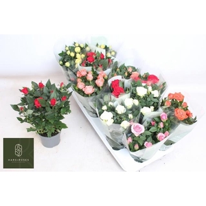 RO KORDANA GEM 5 SRT