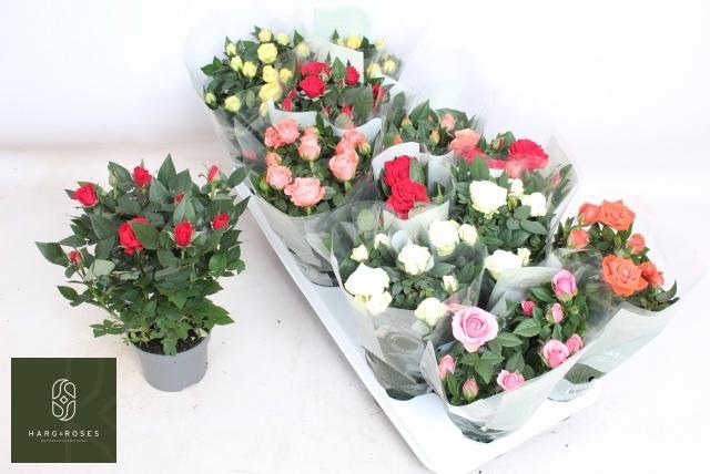 <h4>RO KORDANA GEM 5 SRT</h4>