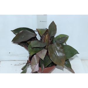 PHILODENDRON PINK PRINCESS C21
