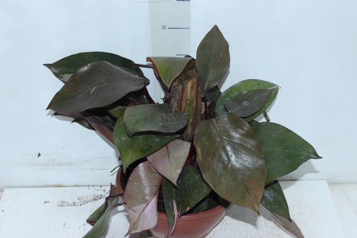 <h4>PHILODENDRON PINK PRINCESS C21</h4>
