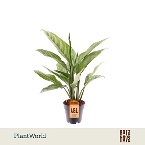 Aglaonema Stripes
