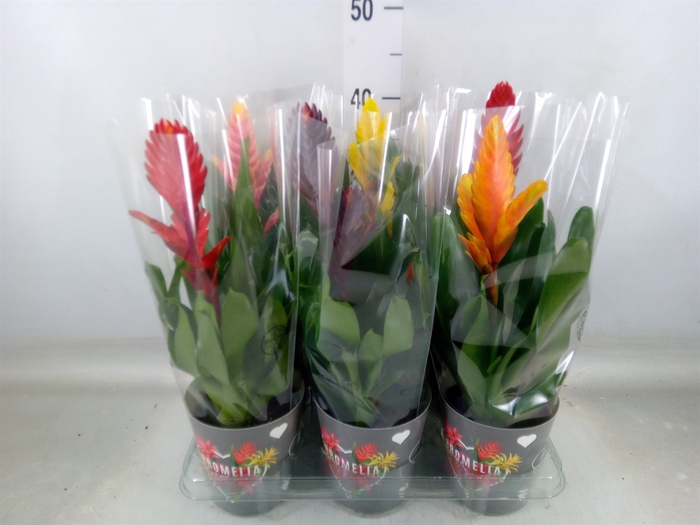 <h4>Vriesea   ...mix 6</h4>