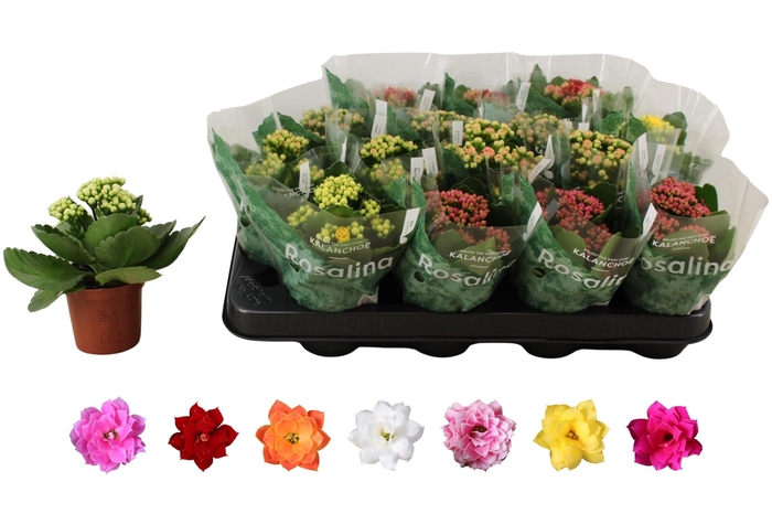 <h4>KAL GE RO GEM 6 KL</h4>