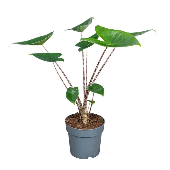 <h4>Alocasia Zebrina A2</h4>