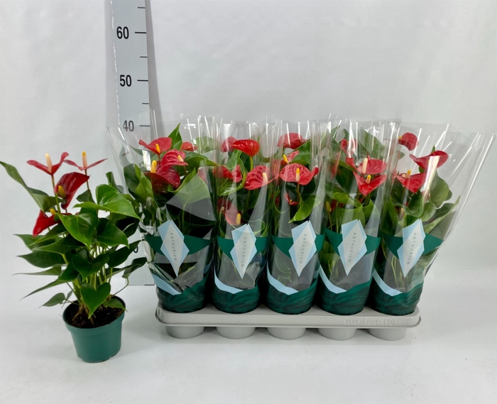 <h4>Anthurium andr. 'Aristo'</h4>