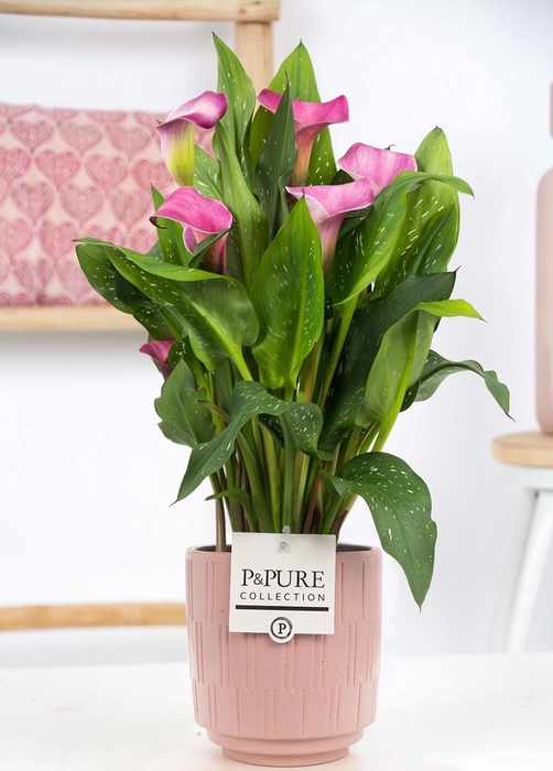 <h4>Zant Garnet Glow 3+ Keramiek Tess Pink</h4>