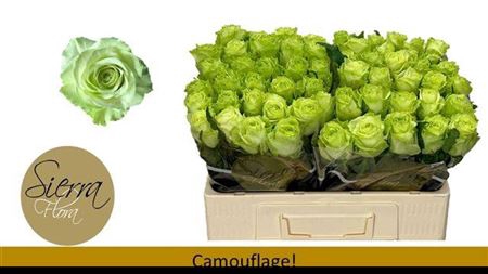 <h4>Rosa grootbloemig Camouflage!</h4>