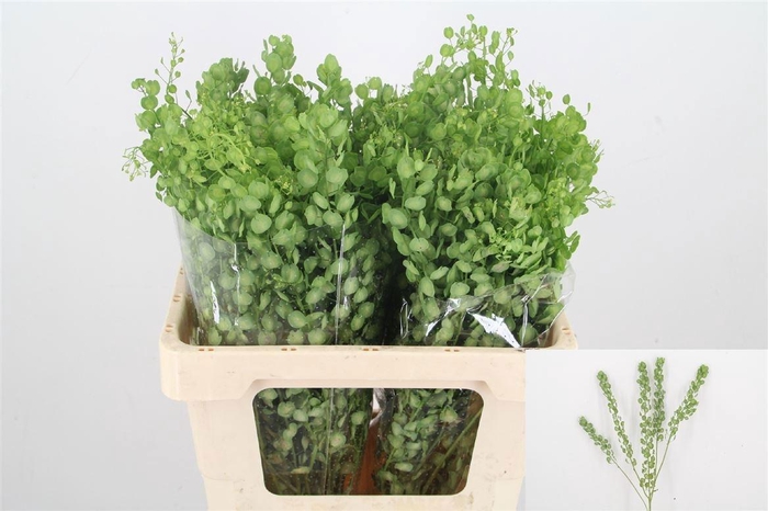 <h4>THLASPI BUTTERFLY</h4>