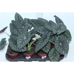 ALOCASIA NEBULA IMPERIALIS P12