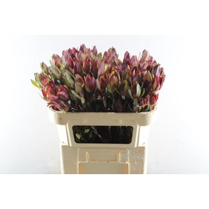 Leucad Senorita L 70 X 50