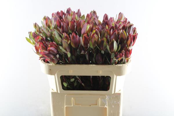 <h4>Leucad Senorita L 70 X 50</h4>